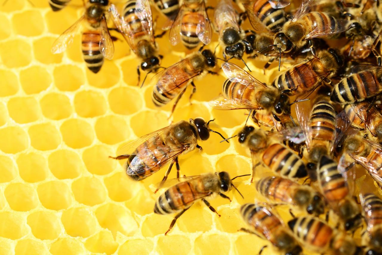 Výroční členská schůze včelařů